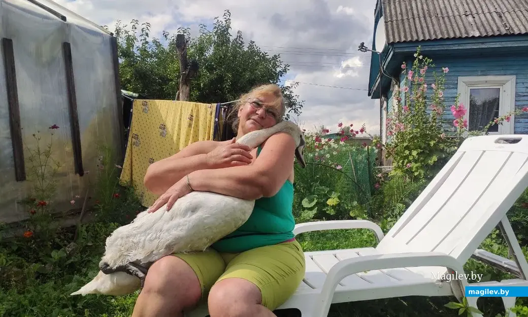 2.08.2025 г. Бобруйск. Любовь Шушляникова и лебедь Гриша. Фото: Ирина Рябова.