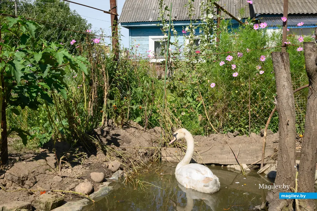 05.08.2025. Бобруйск. Любовь Шушляникова и ее питомцы. Лебедь Гриша. Фото: Александр Чугуев.