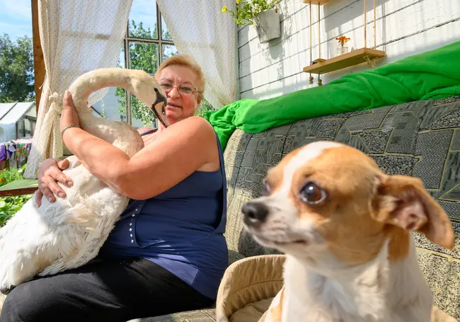 «Мы его царем называем». У бобруйчан во дворе живет лебедь