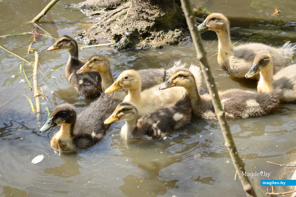 05.08.2025. Бобруйск. В гостях у Любови Шушляниковой. Фото: Александр Чугуев.