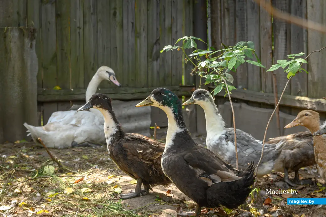 05.08.2025. Бобруйск. В гостях у Любови Шушляниковой. Фото: Александр Чугуев.