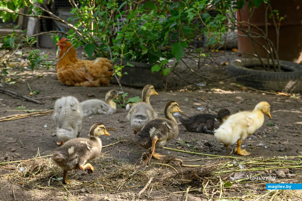 05.08.2025. Бобруйск. В гостях у Любови Шушляниковой. Фото: Александр Чугуев.