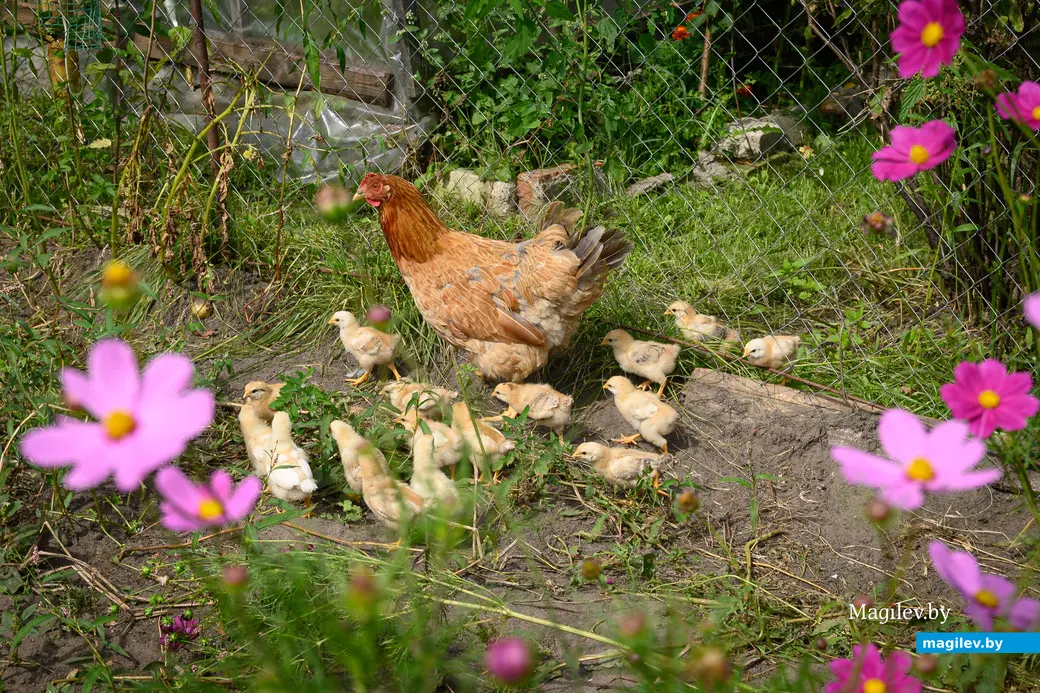 05.08.2025. Бобруйск. В гостях у Любови Шушляниковой. Фото: Александр Чугуев.