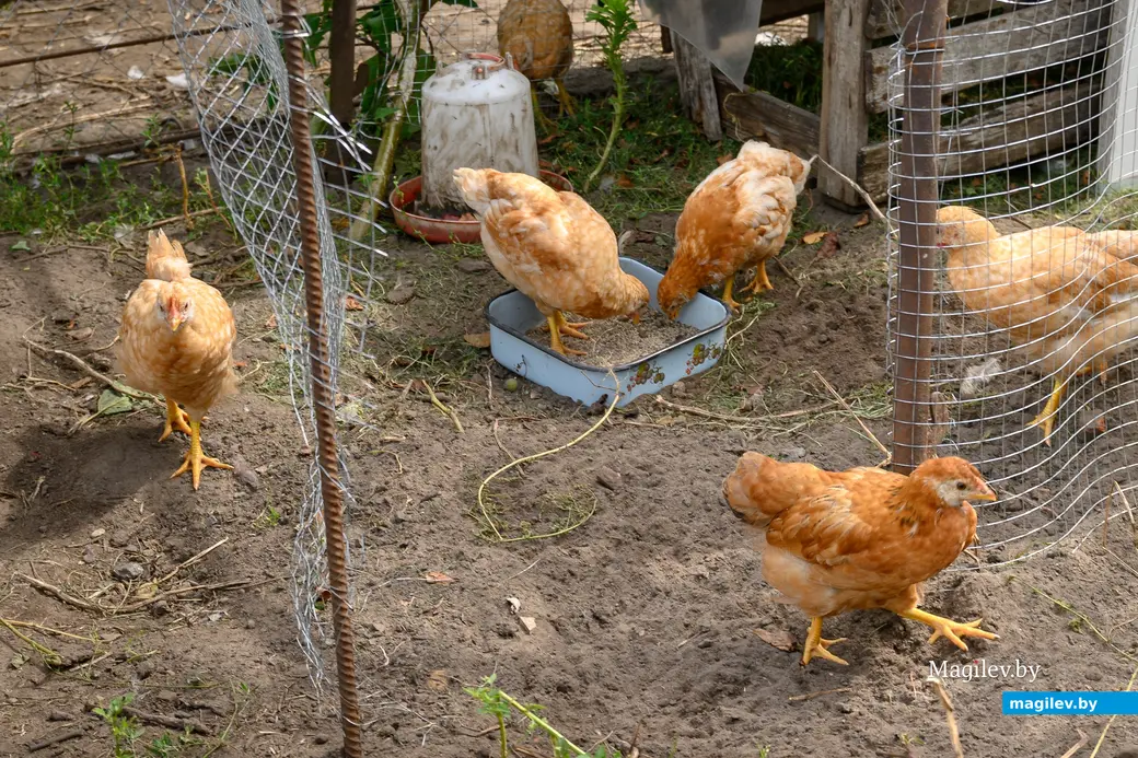 5.08.2025. Бобруйск. В гостях у Любови Шушляниковой.. Фото: Александр Чугуев.