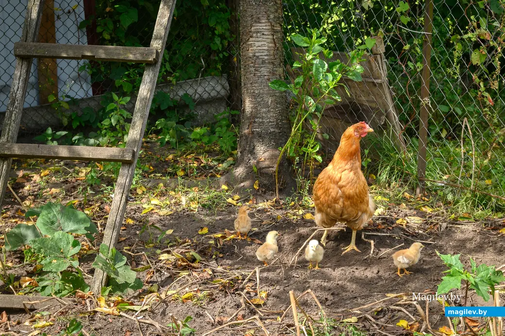 05.08.2025. Бобруйск. Бобруйск. В гостях у Любови Шушляниковой. Фото: Александр Чугуев.