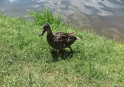 Печерское озеро: отдых для тех, кого не смущают наглые утки и крепкие выражения