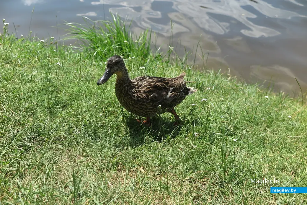 Июль 2025 г. Могилев, Печерское озеро. Кря-кря.