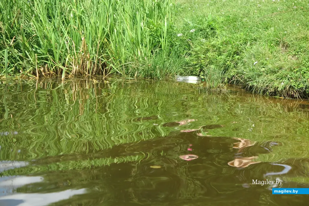 Июль 2025 г. Могилев, Печерское озеро. Вода, увы, не самая чистая.
