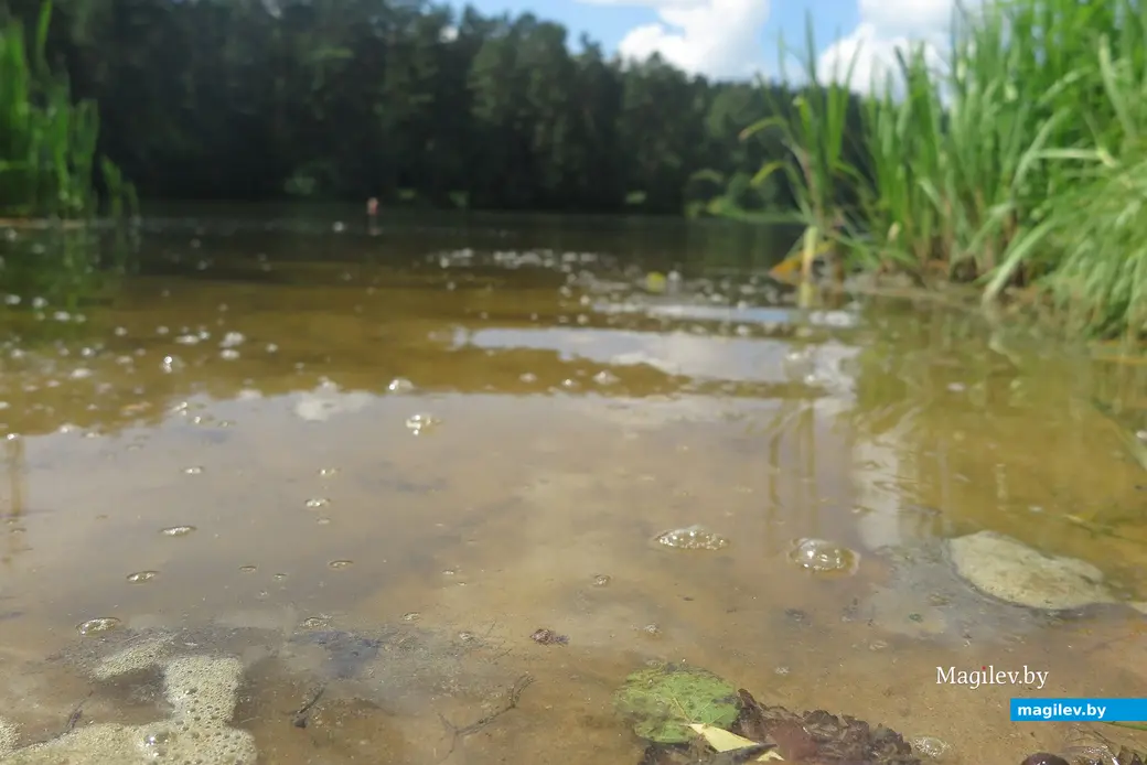 Июль 2025 г. Могилев, Печерское озеро. Вода, увы, не самая чистая.