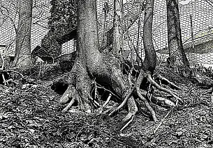 Последствия урагана в Могилеве: о чувствах, которые нами владеют