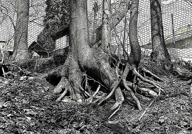 Последствия урагана в Могилеве: о чувствах, которые нами владеют