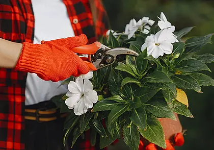 Обрезать или оставить: наводим в августе порядок в цветнике