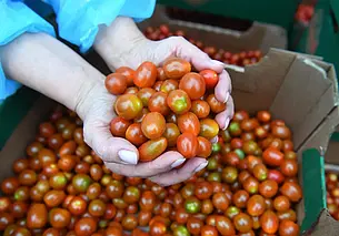 «В космос со своим помидором». Семена томатов из Беларуси и России отправятся в космос