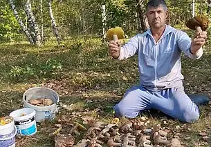 «300 боровиков собрал, сам не ожидал». Под Бобруйском пошли благородные грибы