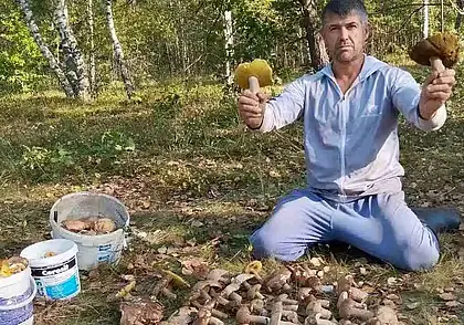 «300 боровиков собрал, сам не ожидал». Под Бобруйском пошли благородные грибы