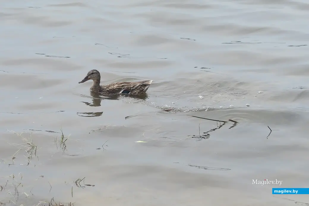 Лето 2025 г. Могилев. Святое озеро.