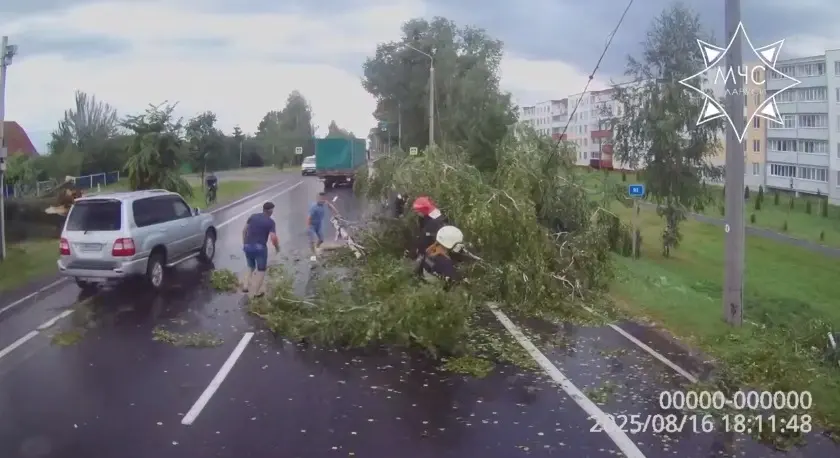 Последствия непогоды в Могилевской и Брестской областях. Фото: МЧС.