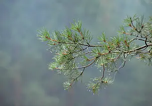 Дожди и туманы: прогноз погоды в Беларуси на неделю с 18 по 24 августа