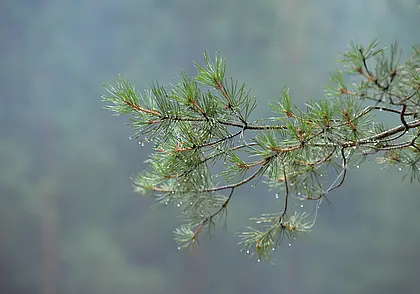 Дожди и туманы: прогноз погоды в Беларуси на неделю с 18 по 24 августа