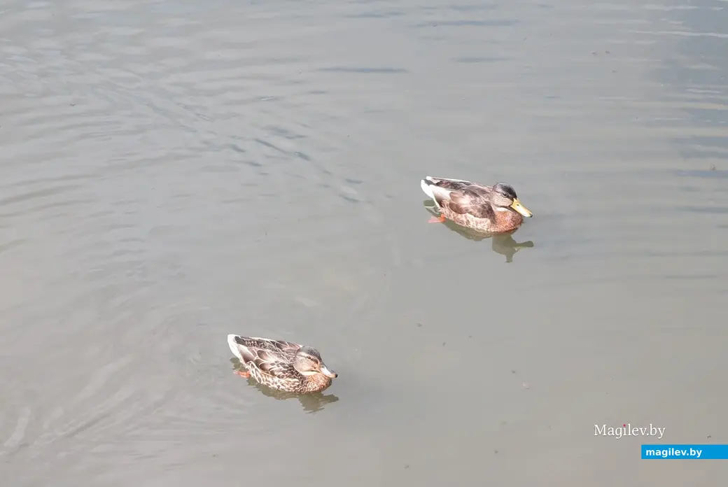 18.08.2025 г. Могилев, Дубровенка.