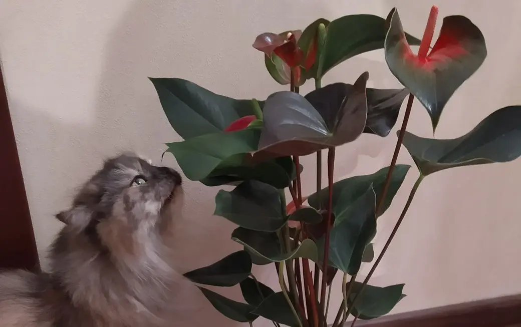 А это кошка Марфа и цветы – две больших любви Татьяны Печень.