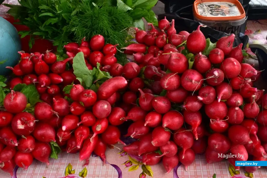 Бобруйск, 22 августа 2025 года. Рынок на Красноармейской.