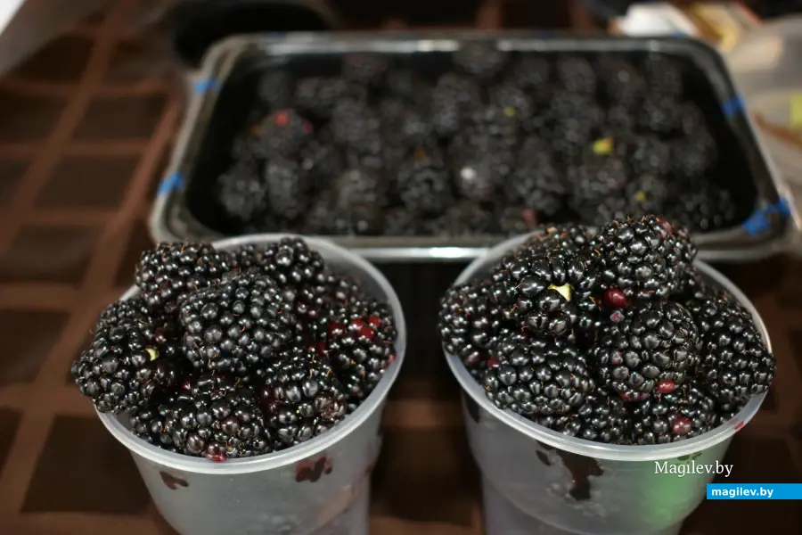 Бобруйск, 22 августа 2025 года. Рынок на Красноармейской.