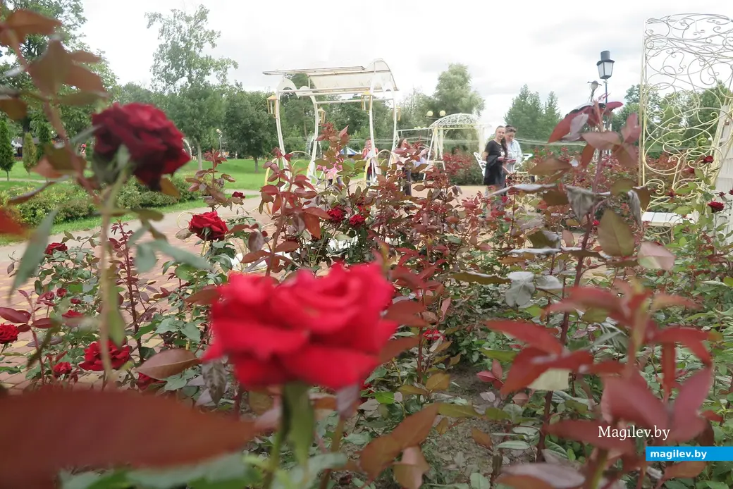 Август 2025 г. Могилев, парк Подниколье. Розы цветут и пахнут.