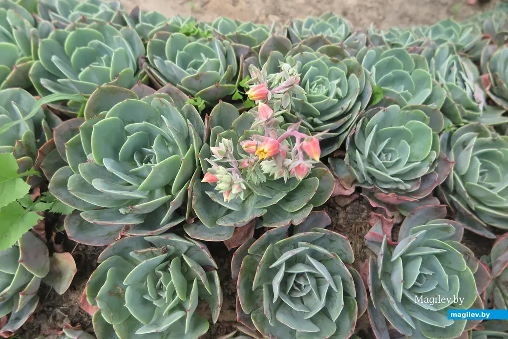 Август 2025 г. Могилев, парк Подниколье. Ящерица из эхеверий.