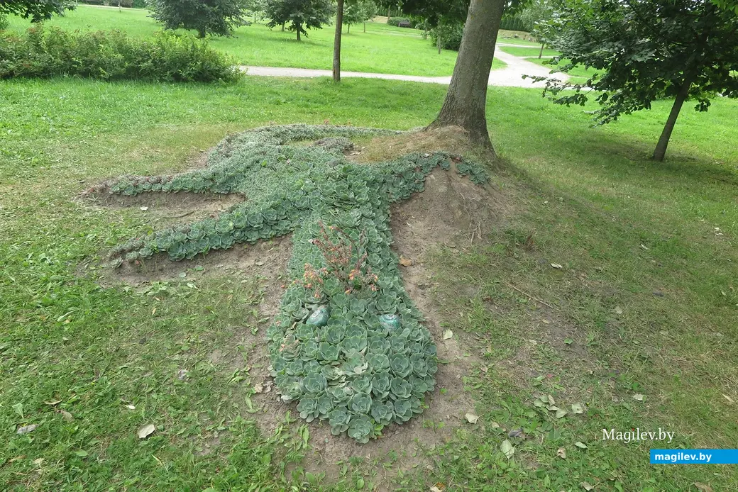 Август 2025 г. Могилев, парк Подниколье. Ящерица из эхеверий.