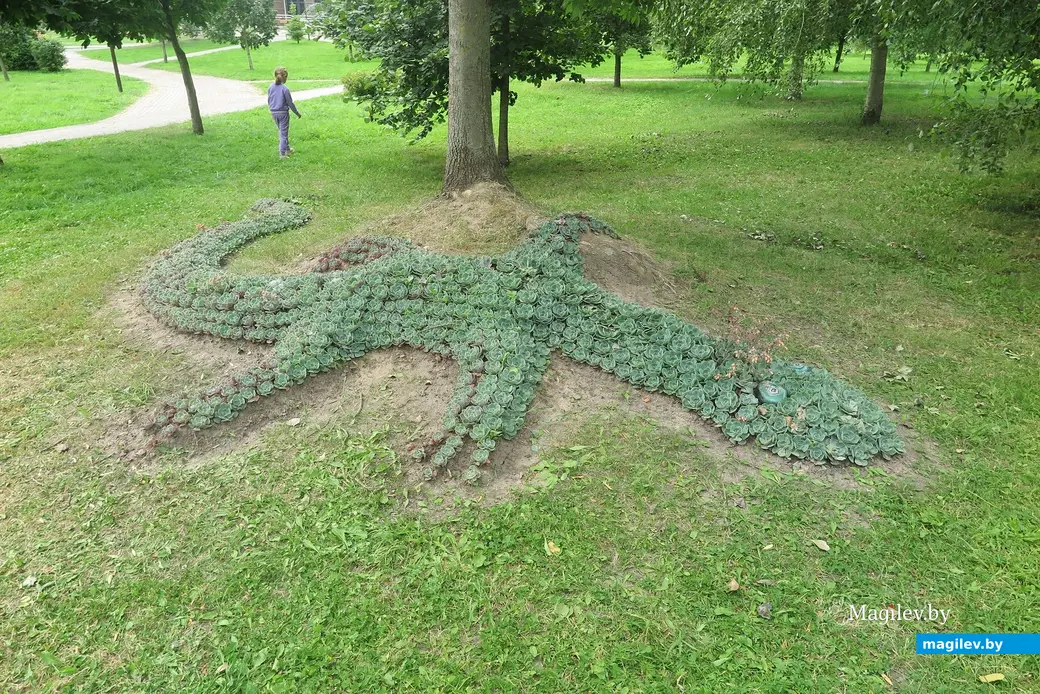 Август 2025 г. Могилев, парк Подниколье. Ящерица из эхеверий.