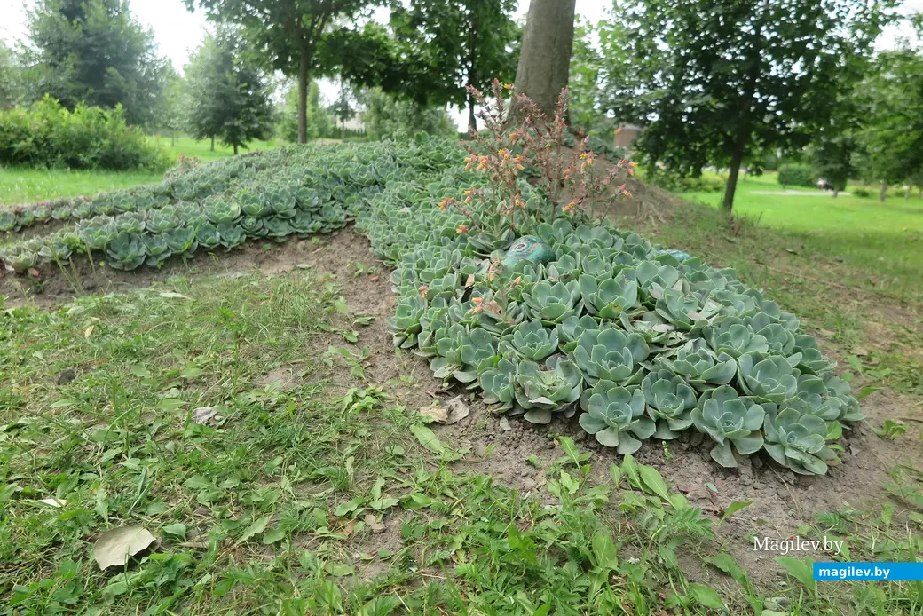 Август 2025 г. Могилев, парк Подниколье. Ящерица из эхеверий.