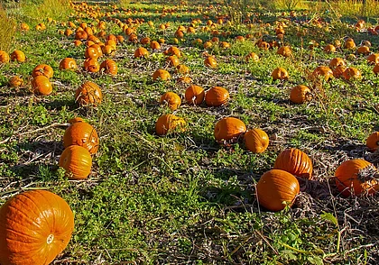 Как определить, что тыква спелая и ее пора убирать?