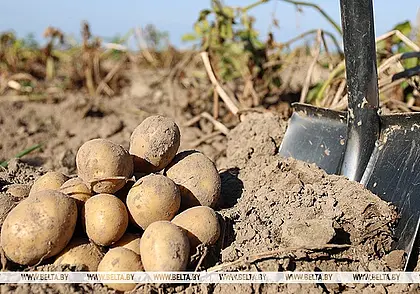 Лукашенко посещает «Рассвет им. К.П.Орловского» в Кировском районе