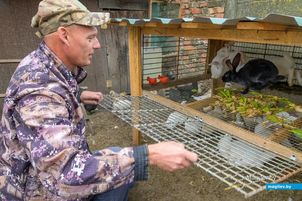 22.08.2025. Бобруйск. Сергей Филипчик разводит птицу, кроликов и свиней на домашнем подворье.