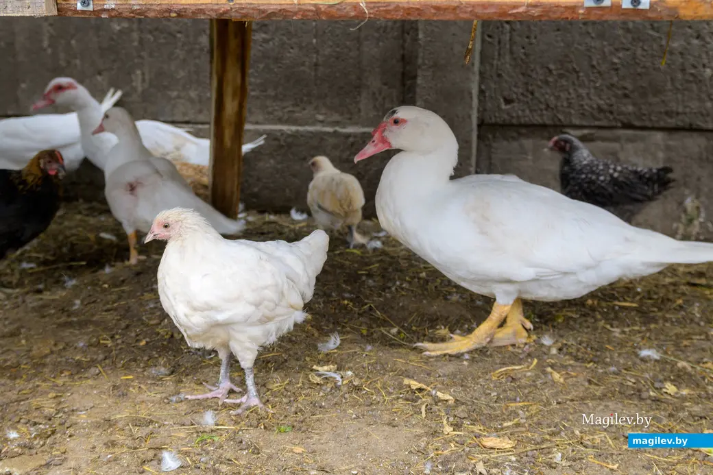 22.08.2025. Бобруйск. Сергей Филипчик разводит птицу, кроликов и свиней на домашнем подворье.