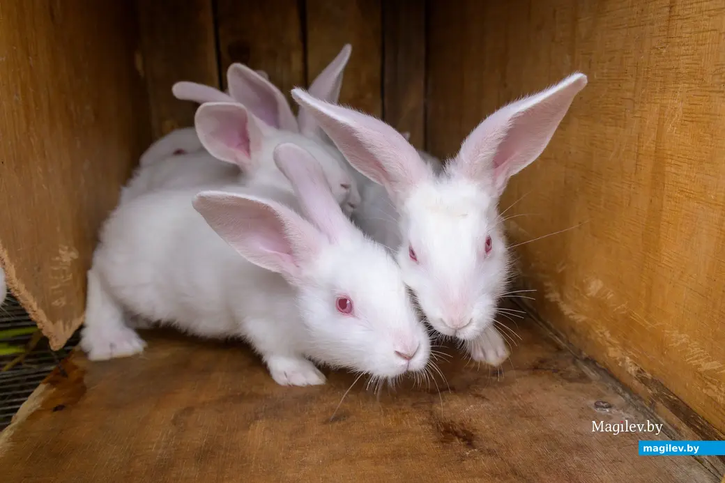 22.08.2025. Бобруйск. Сергей Филипчик разводит птицу, кроликов и свиней на домашнем подворье.