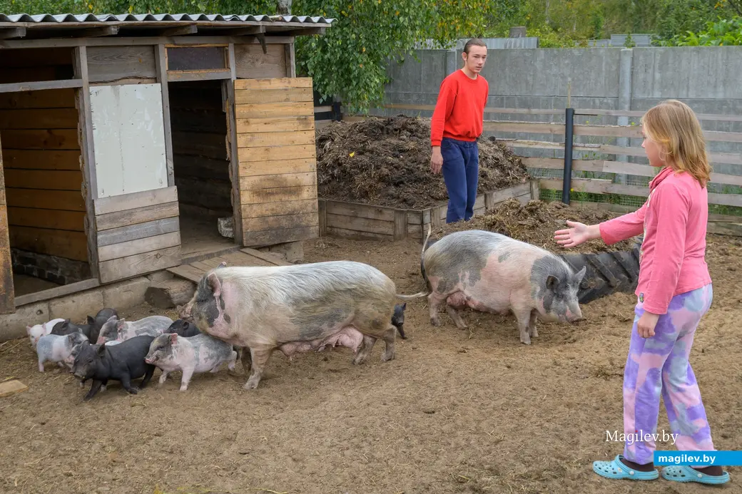 22.08.2025. Бобруйск. Сергей Филипчик разводит птицу, кроликов и свиней на домашнем подворье. В работе ему помогают дети: сын Сергей и дочь Евгения.