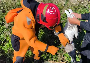 Лебедь запутался в снастях на озере в Кировском районе (видео)