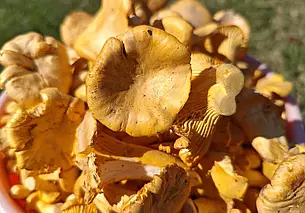 После дождя в лесу только лисички, на которые оптовики подняли цену до 7 рублей