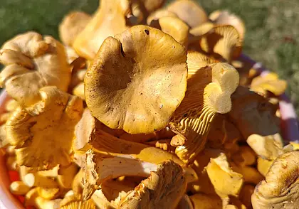 После дождя в лесу только лисички, на которые оптовики подняли цену до 7 рублей