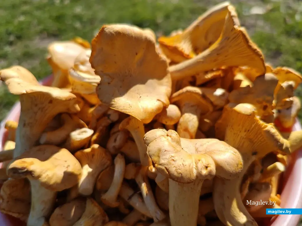 30 августа 2025 года. Могилевская область. Грибы лисички.