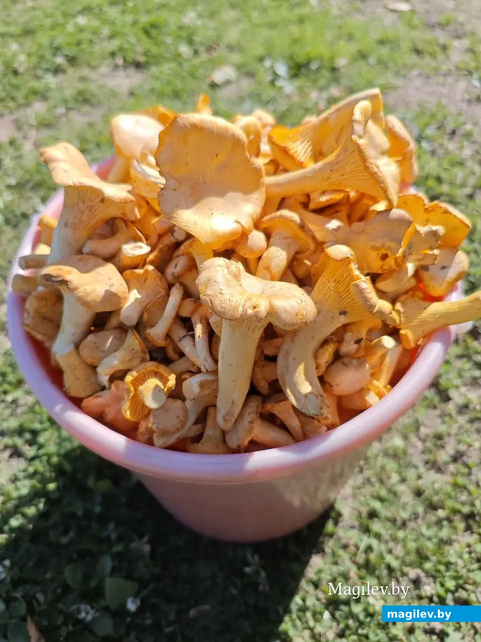 30 августа 2025 года. Могилевская область. Грибы.