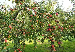 Почему нельзя обрезать яблони осенью