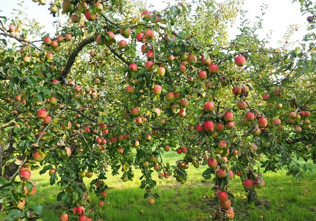 Почему нельзя обрезать яблони осенью