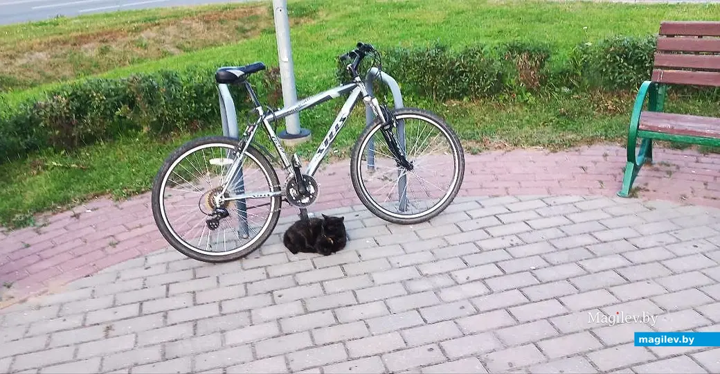 Август 2025 года, Могилев, Казимировка. Котик Ами.