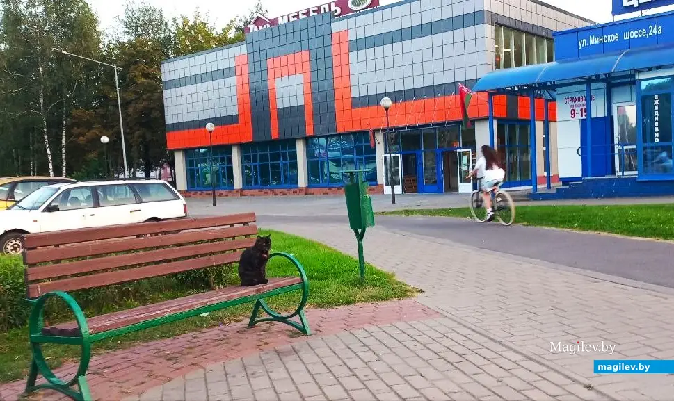 Август 2025 года, Могилев, Казимировка. Котик Ами.