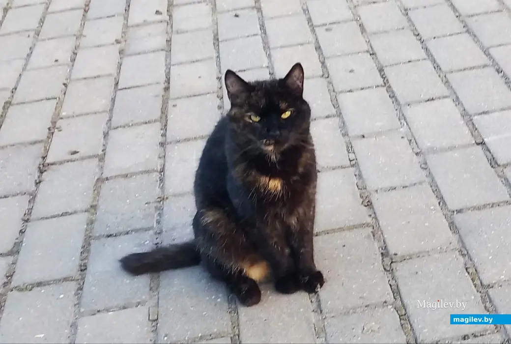 Август 2025 года, Могилев, Казимировка. Котик Ами.