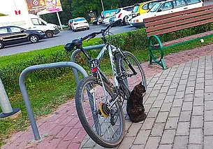 Могилев: Казимировская баллада о людях и котах