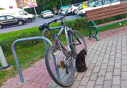 Могилев: Казимировская баллада о людях и котах